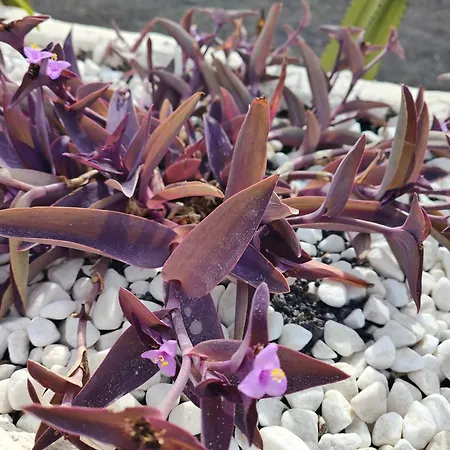 Apartman Casitas Masdache Tías