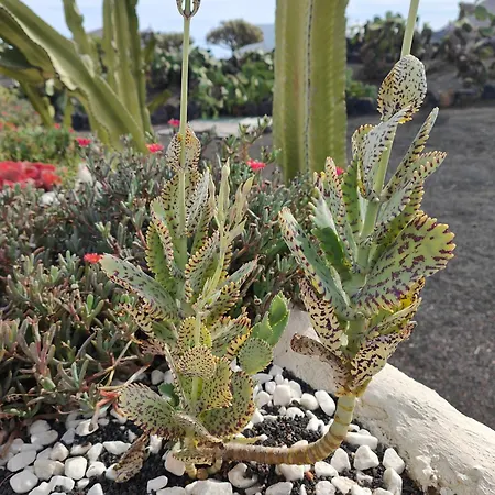 Casitas Masdache Tías