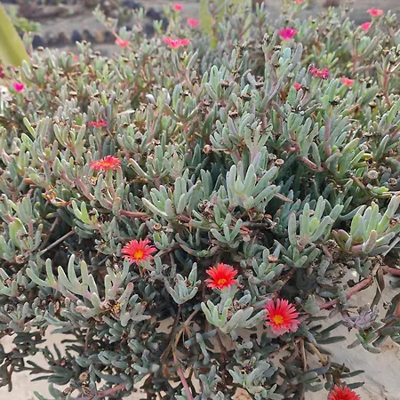 Apartman Casitas Masdache